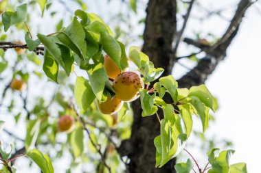 Yaz aylarında katı mavi gökyüzü karşı olgunlaşmış meyve ile bir kayısı ağacının dalını.
