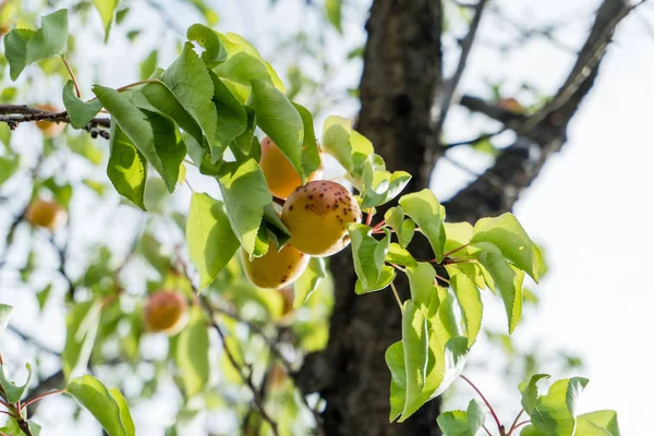 Yaz aylarında katı mavi gökyüzü karşı olgunlaşmış meyve ile bir kayısı ağacının dalını.