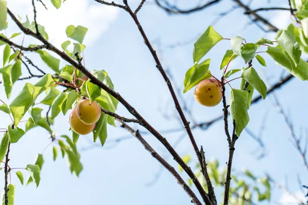 Yaz aylarında katı mavi gökyüzü karşı olgunlaşmış meyve ile bir kayısı ağacının dalını.