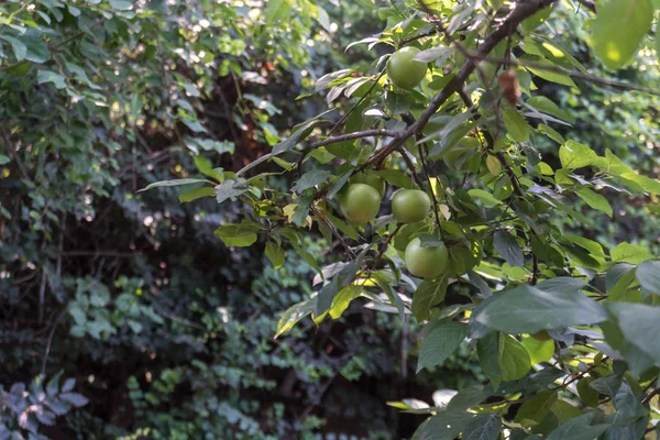 Green Plums Or Greengage on a plum tree bush.