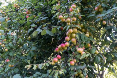 Kırmızı Erik Greengage bir erik ağacı Bush veya. Atış kapatın.