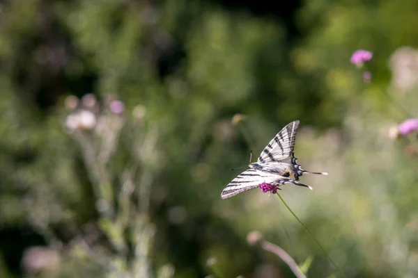 Бабочка летит от цветка к цветку в летнем саду . — стоковое фото
