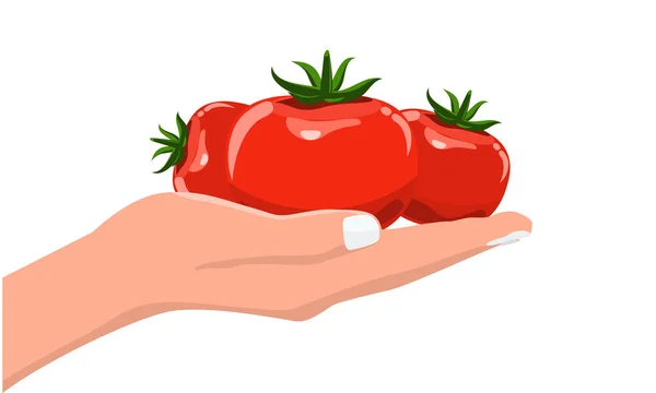 Hand met verse en biologische plantaardige tomaat. Vector met plat en effen kleur — Stockvector
