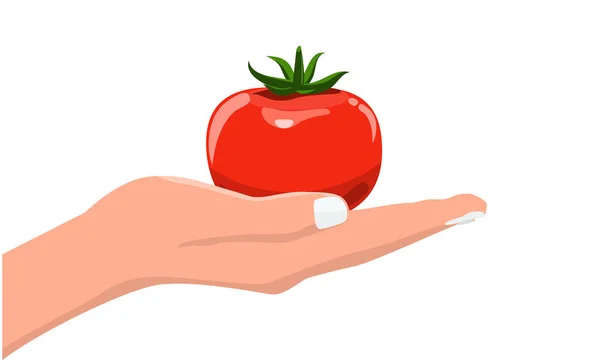 Mano sosteniendo tomate vegetal fresco y orgánico. Vector con color plano y sólido — Archivo Imágenes Vectoriales