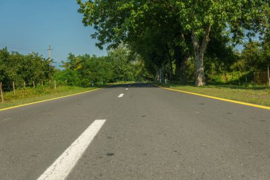 Yeşil otlar ve ağaçlar ile karayolu asfalt yol.