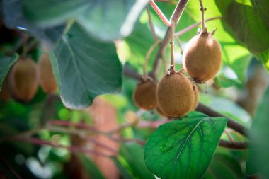 Kivi Meyve dalı. Biraz kivi ağacı üzerinde