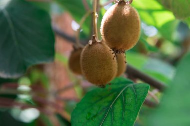 Kivi Meyve dalı. Biraz kivi ağacı üzerinde