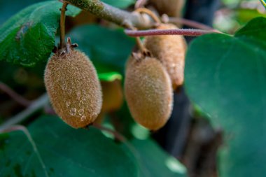 Kivi Meyve dalı. Biraz kivi ağacı üzerinde