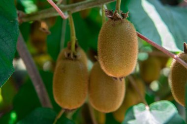 Kivi Meyve dalı. Biraz kivi ağacı üzerinde