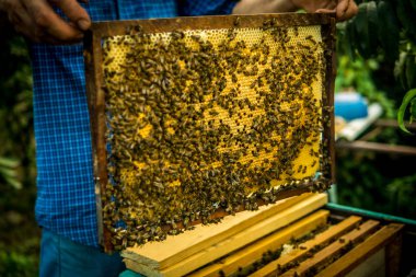 Petek ile çalışma arılar çerçevesinde holding arıcı