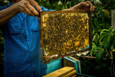 Petek ile çalışma arılar çerçevesinde holding arıcı