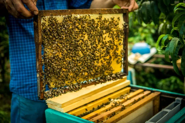 Imker hält Wabenrahmen mit Arbeitsbienen — Stockfoto