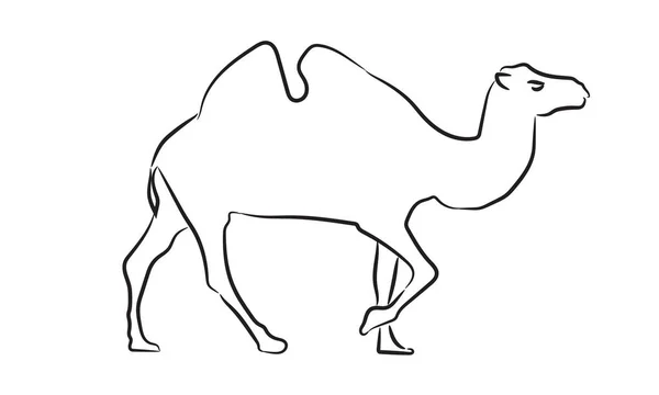 Silueta de estilo esbozo de camello. Ilustración vectorial de estilo dibujado a mano . — Vector de stock