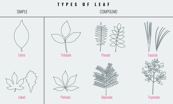 Collection for Types of leaf with trendy line art style. Vector illustration.