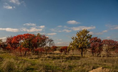 Ağaçlarda sonbahar renkleri ile manzara.