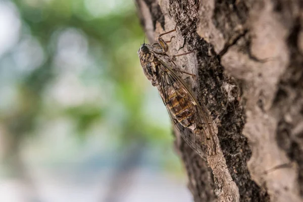 Gran cigarra marrón subiendo arriba a lo largo del árbol . — Foto de Stock