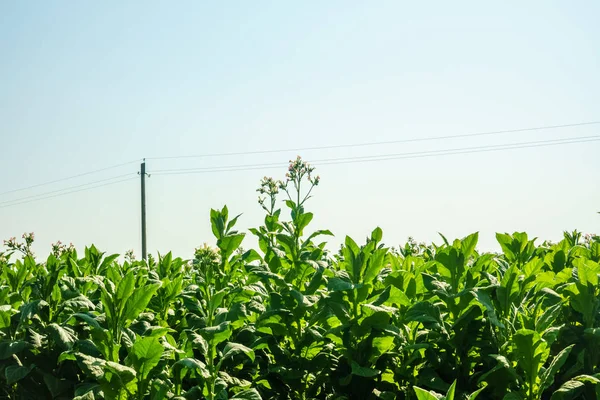 Paysage des plantes des champs de tabac. Beaucoup de plants de tabac . — Photo