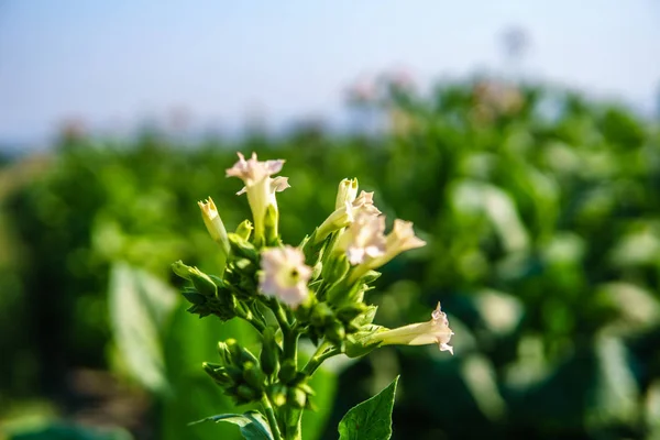 Bloeiende tabaksplanten met bladeren. Close-up shot — Stockfoto