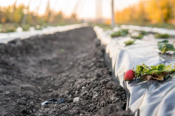 Strawberry rows in greenhouse. Strawberries growing under membrane film.