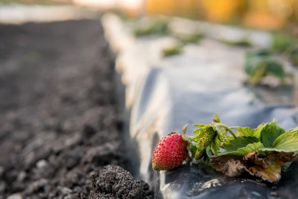 Filas de fresa en invernadero. Fresas que crecen bajo película de membrana . — Foto de Stock