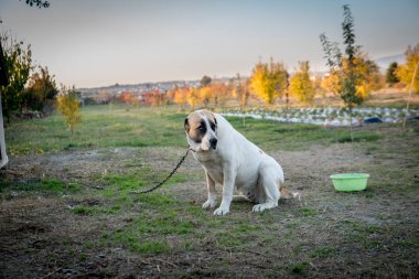 Köpek doğurmak Alabai yeşil çimenlerin üzerinde duruyor