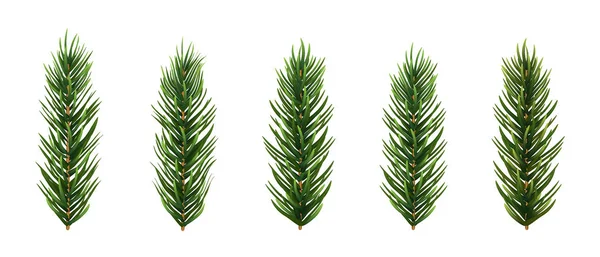 Set di foglie realistiche di abete rosso o pino. Illustrazione vettoriale . — Vettoriale Stock