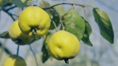 Ayvaları ağaç. Atış kapatın.