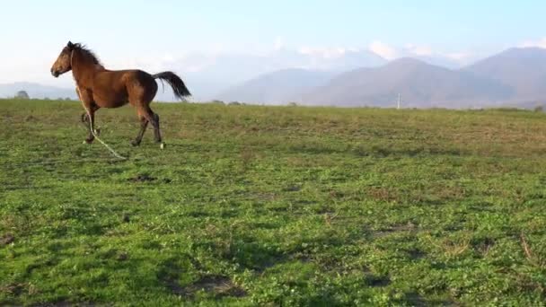 Lonely brown horse on meadow or green grass and mountain with snowy peak in background. — Stock Video