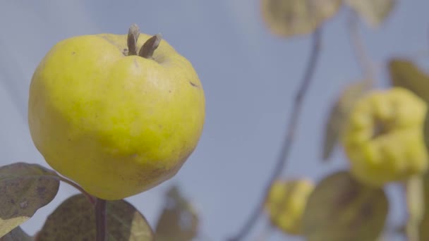 Quinces on the tree. Close up shot. — Stock Video