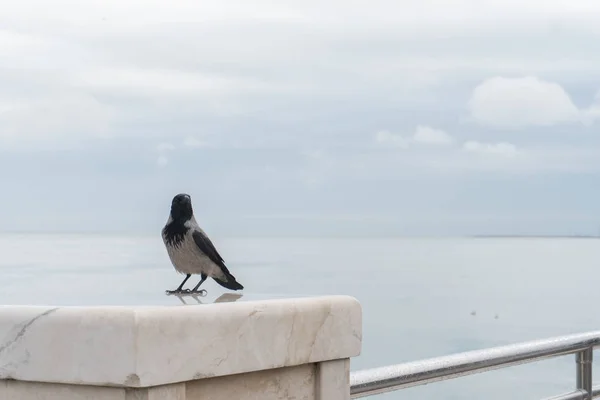 Hooded Crow standing on stone against the cloudy sky and with the sea background. — Stock Photo, Image