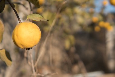 Ağaçta olgun sarı ayva ve hasat hazırdır. Autumnd sezon.
