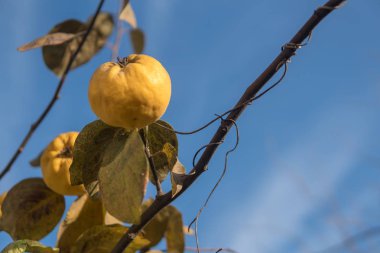 Ağaçta olgun sarı ayva ve hasat hazırdır. Autumnd sezon.