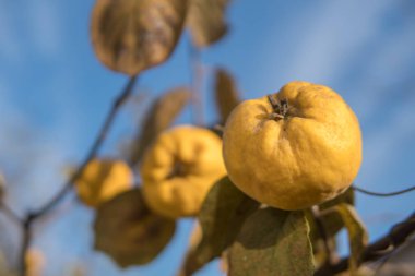 Ağaçta olgun sarı ayva ve hasat hazırdır. Autumnd sezon.