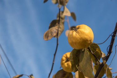 Ağaçta olgun sarı ayva ve hasat hazırdır. Autumnd sezon.