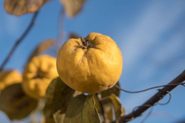 Ağaçta olgun sarı ayva ve hasat hazırdır. Autumnd sezon.