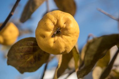 Ağaçta olgun sarı ayva ve hasat hazırdır. Autumnd sezon.