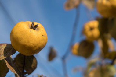 Ağaçta olgun sarı ayva ve hasat hazırdır. Arka plan bulanık. Autumnd sezon.