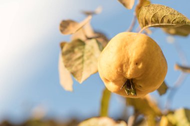Ağaçta olgun sarı ayva ve hasat hazırdır. Autumnd sezon.