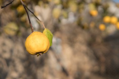 Ağaçta olgun sarı ayva ve hasat hazırdır. Autumnd sezon.
