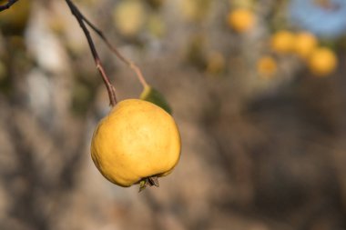 Ağaçta olgun sarı ayva ve hasat hazırdır. Autumnd sezon.