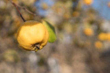 Ağaçta olgun sarı ayva ve hasat hazırdır. Autumnd sezon.