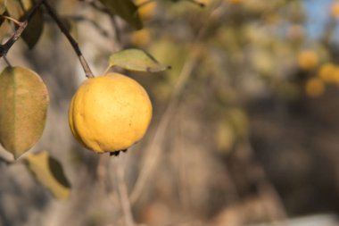 Ağaçta olgun sarı ayva ve hasat hazırdır. Autumnd sezon.