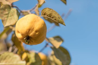 Ağaçta olgun sarı ayva ve hasat hazırdır. Autumnd sezon.