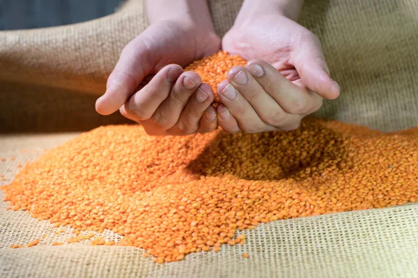 Due mani che raccolgono lenticchie rosse su lenticchie impilano . — Foto Stock