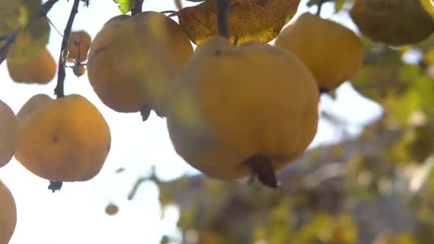 Organic Ripe yellow quince fruit on tree. Close up shot against sunlight. — Stock Video