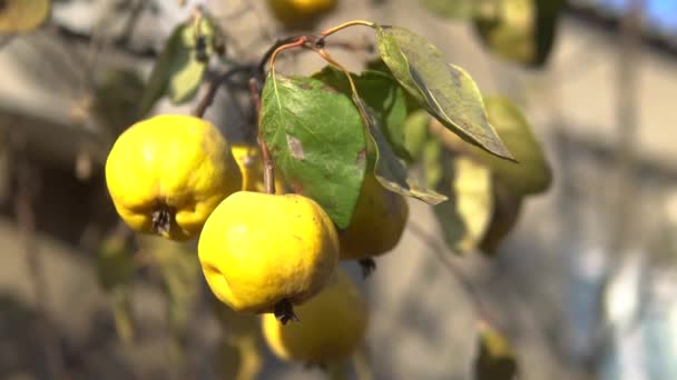 Organic Ripe yellow quince fruit on tree. Close up shot against sunlight. — Stock Video