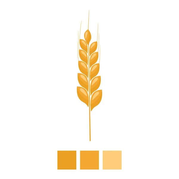 小麦穗黄色查出在白色背景。有机耳粒与平面和纯色设计。矢量插图. — 图库矢量图片