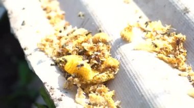 Arı kovandaki arılar koloninin grup.