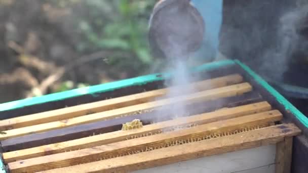 Bee-maker or beekeeper man working on bee frames. Blowing smoke over frames. — Stock Video