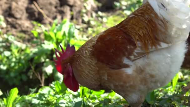 雄鶏は、村の庭の地面や緑の芝生の上で食べ物を食べています。クローズアップショット. — ストック動画